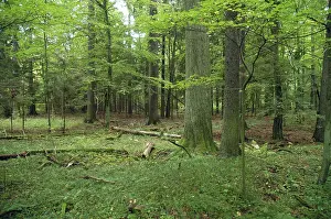 Poland: Bialowieza primaeval forest, Poland