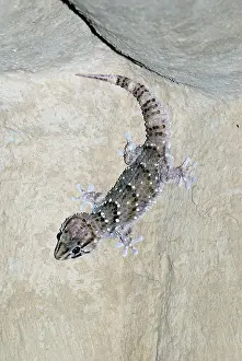 Attracted: Bibron's Gecko hunting for insects attracted to light