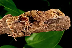 Pachydactylus: Bibron's Gecko, Pachydactylus bibroni, Native