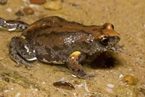 Toadlet: Bibron's Toadlet