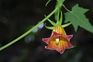 Canariensis: Bicacaro (Canarina canariensis), It is an endemic