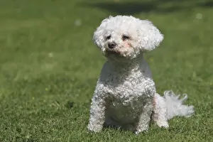 Frise: Bichon frise crossing Bichon Maltese and Poodle