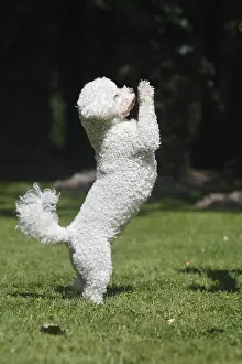 Frise: Bichon frise crossing Bichon Maltese and Poodle