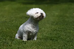 Frise: Bichon frise crossing Bichon Maltese and Poodle