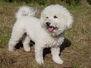 Curly: Bichon Frise curly lap dog