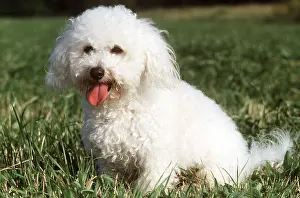 Temperature: BICHON FRISE DOG - on grass