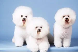 Frise: BICHON FRISE DOG - x three in studio
