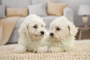 Frise: Two Bichon Frise puppies indoors