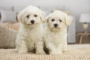 Frise: Two Bichon Frise puppies indoors