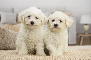 Frise: Two Bichon Frise puppies indoors