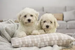 Frise: Two Bichon Frise puppies indoors