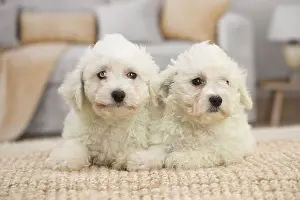 Frise: Two Bichon Frise puppies indoors
