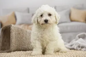 Frise: Bichon Frise puppy indoors