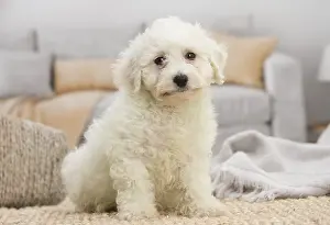Frise: Bichon Frise puppy indoors