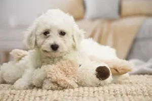 Frise: Bichon Frise puppy indoors