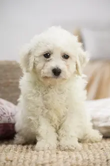 Frise: Bichon Frise puppy indoors