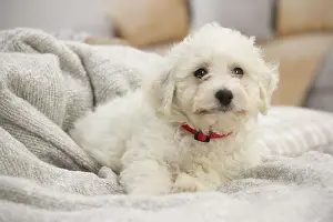 Frise: Bichon Frise puppy indoors
