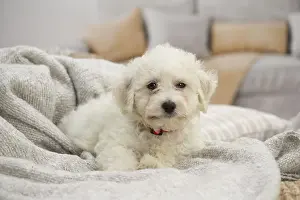 Frise: Bichon Frise puppy indoors