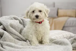 Frise: Bichon Frise puppy indoors