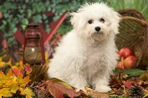 Frise: Bichon Frise puppy outdoors in autumn