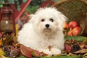 Frise: Bichon Frise puppy outdoors in autumn