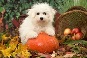 Frise: Bichon Frise puppy outdoors in autumn