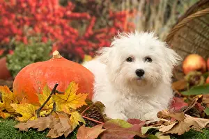 Frise: Bichon Frise puppy outdoors in autumn
