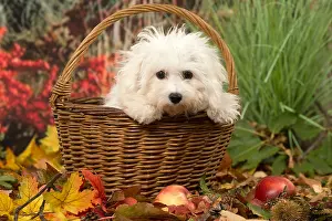 Frise: Bichon Frise puppy outdoors in autumn