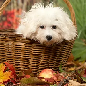 Frise: Bichon Frise puppy outdoors in autumn