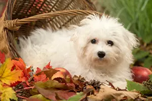Frise: Bichon Frise puppy outdoors in autumn