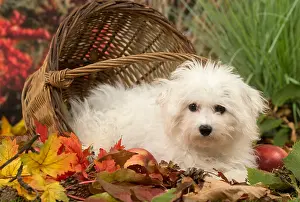 Frise: Bichon Frise puppy outdoors in autumn