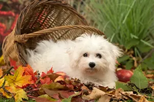 Frise: Bichon Frise puppy outdoors in autumn