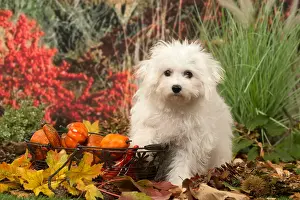 Frise: Bichon Frise puppy outdoors in autumn