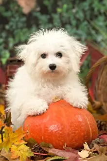 Frise: Bichon Frise puppy outdoors in autumn