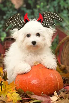 Headwear: Bichon Frise puppy outdoors at Halloween with a punlkin and