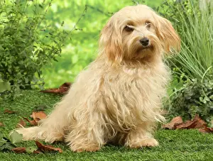 Havanais: Bichon Havanais dog outdoors