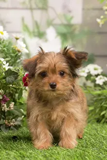 Havanais: Bichon Havanais (Havanese) puppy outdoors in the garden