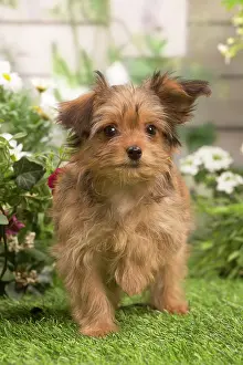 Havanais: Bichon Havanais (Havanese) puppy outdoors in the garden