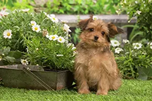 Havanais: Bichon Havanais (Havanese) puppy outdoors in the garden