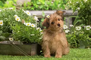 Havanais: Bichon Havanais (Havanese) puppy outdoors in the garden