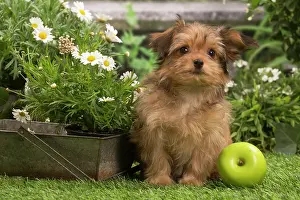 Havanais: Bichon Havanais (Havanese) puppy outdoors in the garden