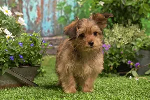 Havanais: Bichon Havanais (Havanese) puppy outdoors in the garden
