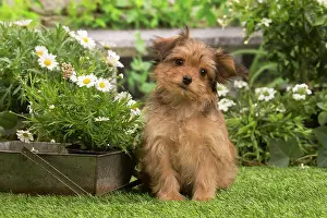 Havanais: Bichon Havanais (Havanese) puppy outdoors in the garden