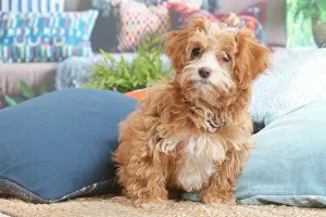Havanais: Bichon Havanais puppy indoors