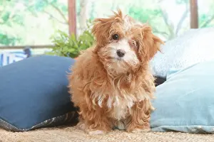 Havanais: Bichon Havanais puppy indoors