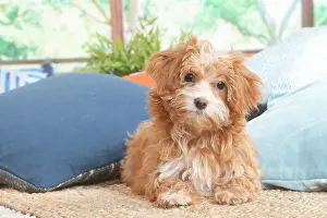 Havanais: Bichon Havanais puppy indoors
