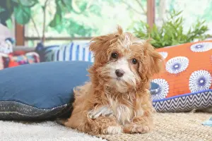 Havanais: Bichon Havanais puppy indoors