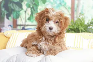 Havanais: Bichon Havanais puppy indoors