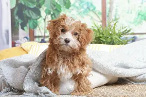 Havanais: Bichon Havanais puppy indoors