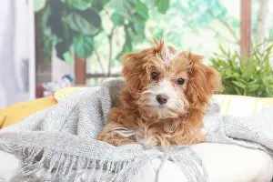 Havanais: Bichon Havanais puppy indoors